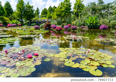 Kusatsu City, Shiga Prefecture Aquatic Botanical Park Mizunomori Water Garden Hanakage no Ike 79907713