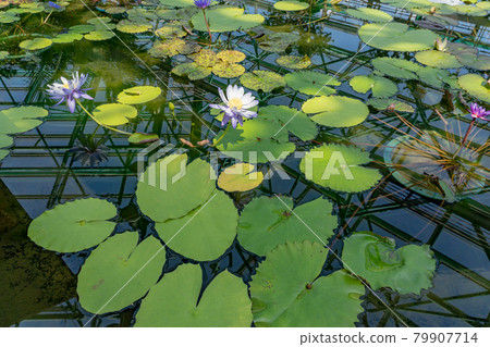 Kusatsu City, Shiga Prefecture Aquatic Botanical Park Mizunomori Greenhouse Water lotus flower floating in the pond of Lotus Building 79907714