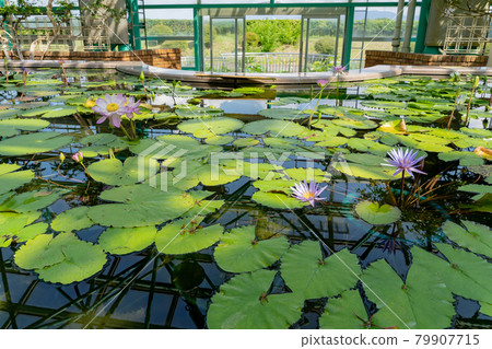 滋賀縣草津市水生植物園水之森溫室荷花浮在荷花池中 79907715