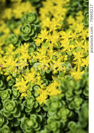 金苔草的可愛花 79908217