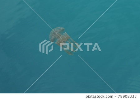 Okinawa jellyfish Okinawa jellyfish 79908333