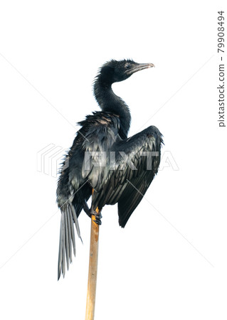 Little Cormorant perching on a tip of bamboo stem Little Cormorant perching on a tip of bamboo stem 79908494
