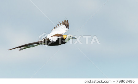 Pheasant-tailed Jacana in flight Pheasant-tailed Jacana in flight 79908496