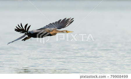 Oriental Darter in flight Oriental Darter in flight 79908499