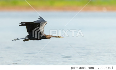 Oriental Darter in flight 79908501