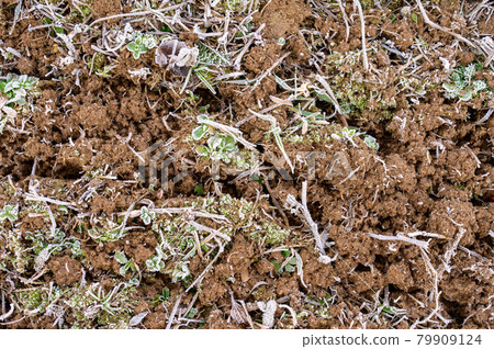 The soil is covered with spring frost, the ground wakes up after winter, cracked soil and spring mornings. 79909124