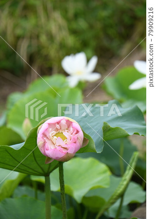 蓮花(沙布佛) 蓮花(沙布佛) 79909216