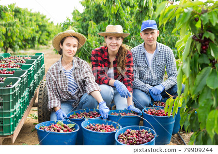 Portrait of three positive hardworking farmers with cherries collected in buckets and crates Portrait of three positive hardworking farmers with cherries collected in buckets and crates 79909244