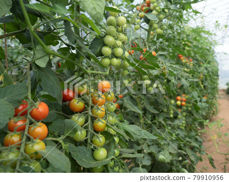 迷你番茄田 79910956