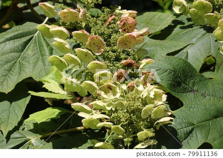 Kashiwaba繡球花 79911136