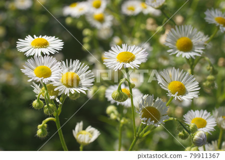Bellis perennis, the common daisy, is a plant of the family Asteraceae. Small white blossoms with yellow center. Sometimes known also as lawn daisy, English daisy, bruisewort and woundwort. 79911367