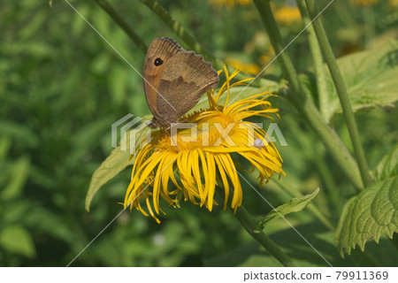 Inula helenium, elecampane also called horse-heal or elfdock, the plant species in the sunflower family Asteraceae. Meadow brown, maniola jurtina, butterfly is feasting on blooming blossom. 79911369