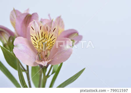 Alstroemeria 79911597