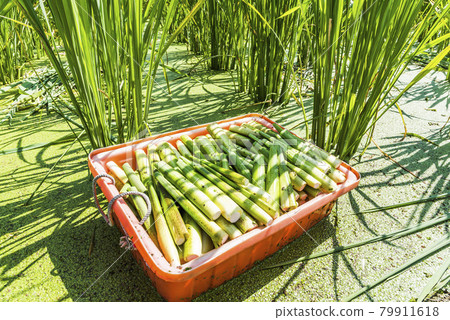 The farmer is harvesting the water bamboo(zizania latifolia) in Nantou's field, Taiwan. The farmer is harvesting the water bamboo(zizania latifolia) in Nantou's field, Taiwan. 79911618