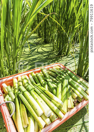 The farmer is harvesting the water bamboo(zizania latifolia) in Nantou's field, Taiwan. The farmer is harvesting the water bamboo(zizania latifolia) in Nantou's field, Taiwan. 79911619