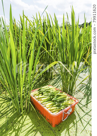 The farmer is harvesting the water bamboo(zizania latifolia) in Nantou's field, Taiwan. The farmer is harvesting the water bamboo(zizania latifolia) in Nantou's field, Taiwan. 79911620