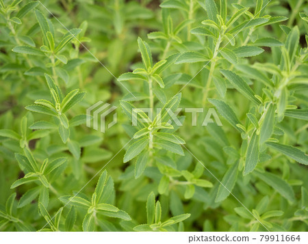 Herb Stevia 79911664
