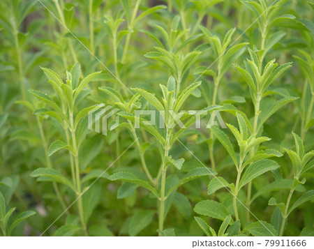 Herb Stevia 79911666
