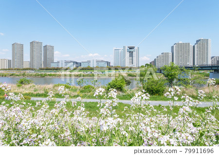 Tama River riverbed Buildings in Ota Ward, Tokyo seen from Kawasaki City, Kanagawa Prefecture 79911696