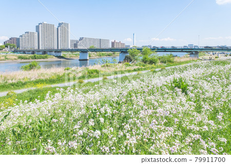 Tama River riverbed Gas Bridge seen from Kawasaki City, Kanagawa Prefecture and buildings in Ota Ward, Tokyo 79911700