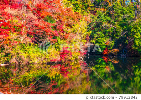 Osaka Prefectural Forest Autumn leaves in Muroike 79912842
