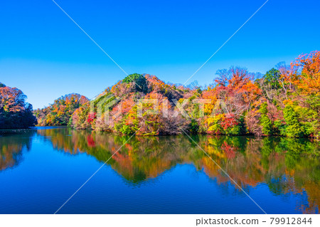 Osaka Prefectural Forest Autumn leaves in Muroike Osaka Prefectural Forest Autumn leaves in Muroike 79912844