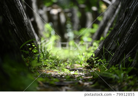 Enchanting Shiitake Mushroom Path Enchanting Shiitake Mushroom Path 79912855