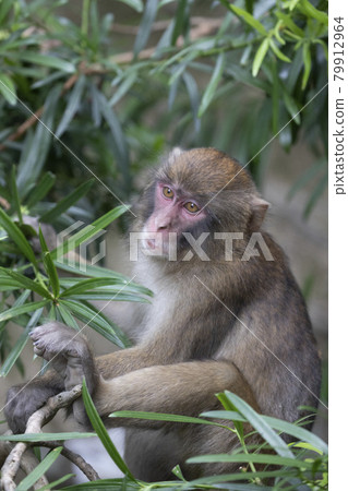 japanese monkey, japanese macaque, monkey 79912964