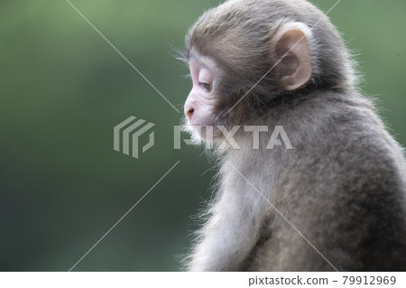 japanese monkey, japanese macaque, monkey 79912969