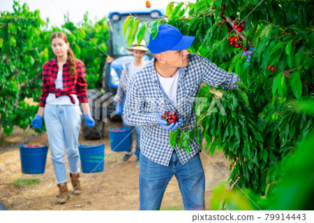 Man harvesting ripe sweet cherries in farm orchard 79914443