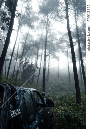 Forest in the misty rainy day,ferns and trees 79915321