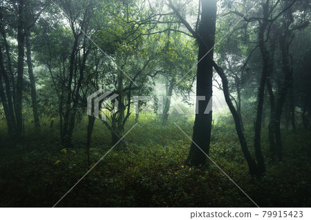 Forest in the misty rainy day,ferns and trees Forest in the misty rainy day,ferns and trees 79915423