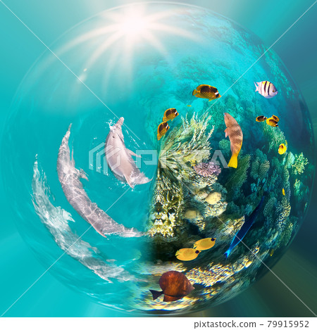 Underwater scene with dolphins and colorful coral reef full of red fish. 79915952