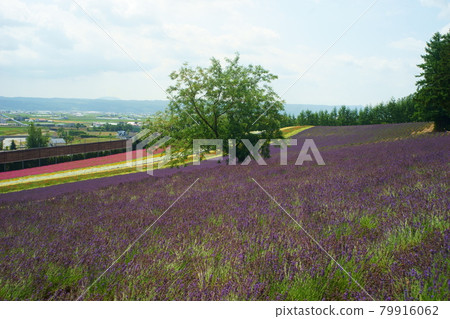 "Farm Tomita" in Nakafurano, Hokkaido, famous for lavender 79916062