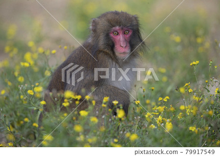 japanese monkey, japanese macaque, monkey 79917549