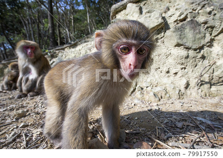 japanese monkey, japanese macaque, monkey 79917550