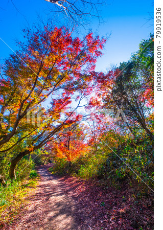 Osaka Prefectural Forest Muroike Garden Autumn Leaves 79919536