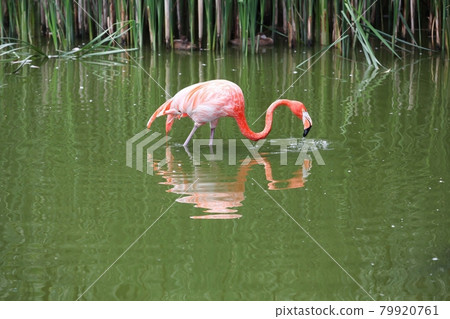Flamingo walking in the water Flamingo walking in the water 79920761