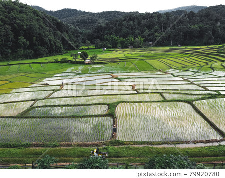 Rice fields at the beginning of cultivation Rice fields at the beginning of cultivation 79920780