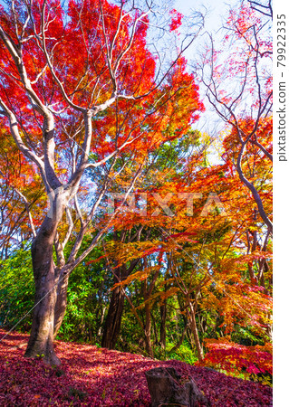 大阪府立森林 Muroike 花園 秋葉 大阪府立森林 Muroike 花園 秋葉 79922335