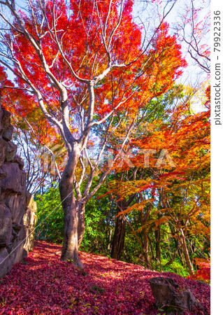 Osaka Prefectural Forest Muroike Garden Autumn Leaves Osaka Prefectural Forest Muroike Garden Autumn Leaves 79922336