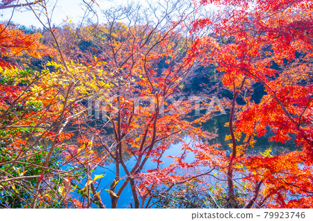 Osaka Prefectural Forest Muroike Garden Autumn Leaves Osaka Prefectural Forest Muroike Garden Autumn Leaves 79923746