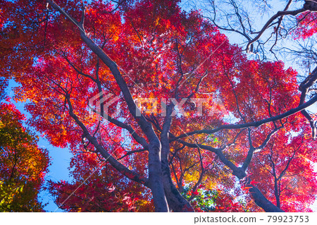 Osaka Prefectural Forest Muroike Garden Autumn Leaves Osaka Prefectural Forest Muroike Garden Autumn Leaves 79923753