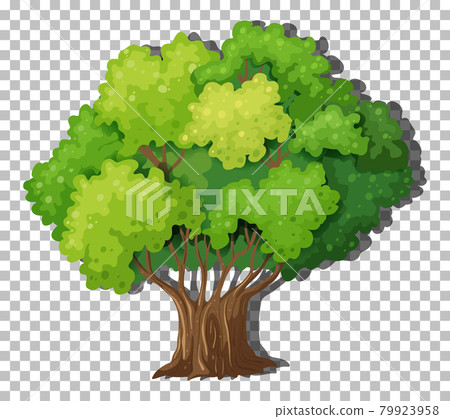 A tree isolated on transparent background A tree isolated on transparent background 79923958