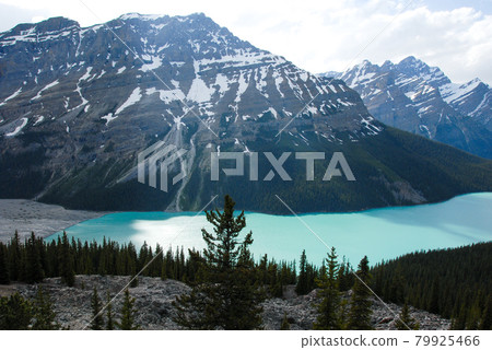 春季加拿大落基山脈班夫國家公園佩托湖（加拿大） 79925466