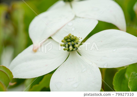 White dogwood flowers in full bloom 79927310