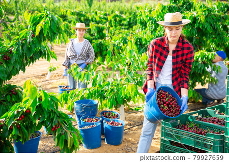 Woman farmer picking red cherries in fruit garden 79927659