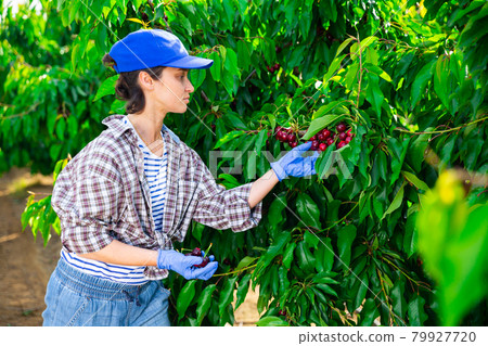 Portrait of hardworking woman farmer, picking cherries from a tree Portrait of hardworking woman farmer, picking cherries from a tree 79927720