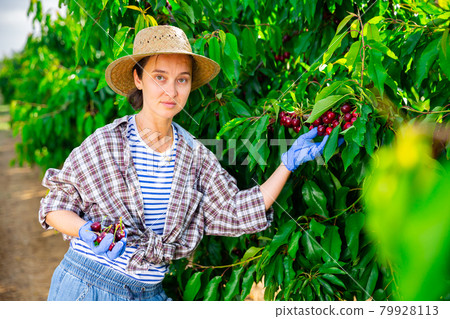 Portrait of hardworking woman farmer, picking cherries from a tree Portrait of hardworking woman farmer, picking cherries from a tree 79928113