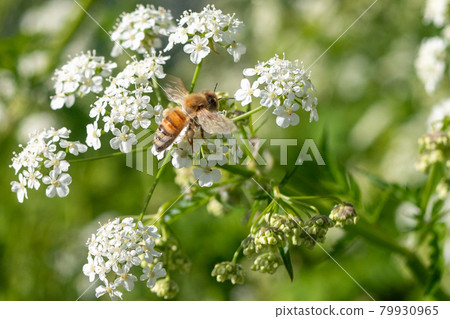 Bees on white flowers (Vancouver, Canada) 79930965